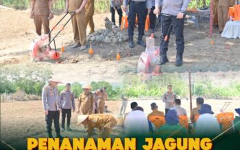 Kapolres Pidie Tanam Jagung Bersama Warga Keumala