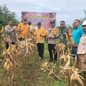 Kapolsek Jelai Hulu Panen Jagung Hibrida Bareng Petani di Ketapang