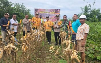 Kapolsek Jelai Hulu bersama petani memanen jagung hibrida di Desa Periangan Ketapang