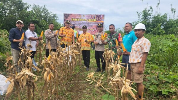 Kapolsek Jelai Hulu bersama petani memanen jagung hibrida di Desa Periangan Ketapang