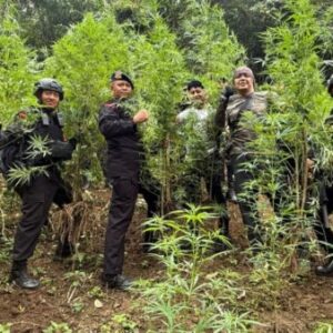 Brimob Polda Sumut Musnahkan 10 Hektar Ladang Ganja di Mandailing Natal