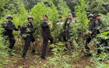 Brimob Polda Sumut musnahkan ladang ganja seluas 10 hektar di Mandailing Natal