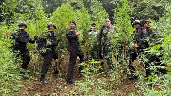 Brimob Polda Sumut musnahkan ladang ganja seluas 10 hektar di Mandailing Natal