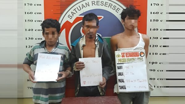 Polisi Polres Padang Lawas amankan dua tersangka pengedar ganja dan barang bukti di Mapolres Palas