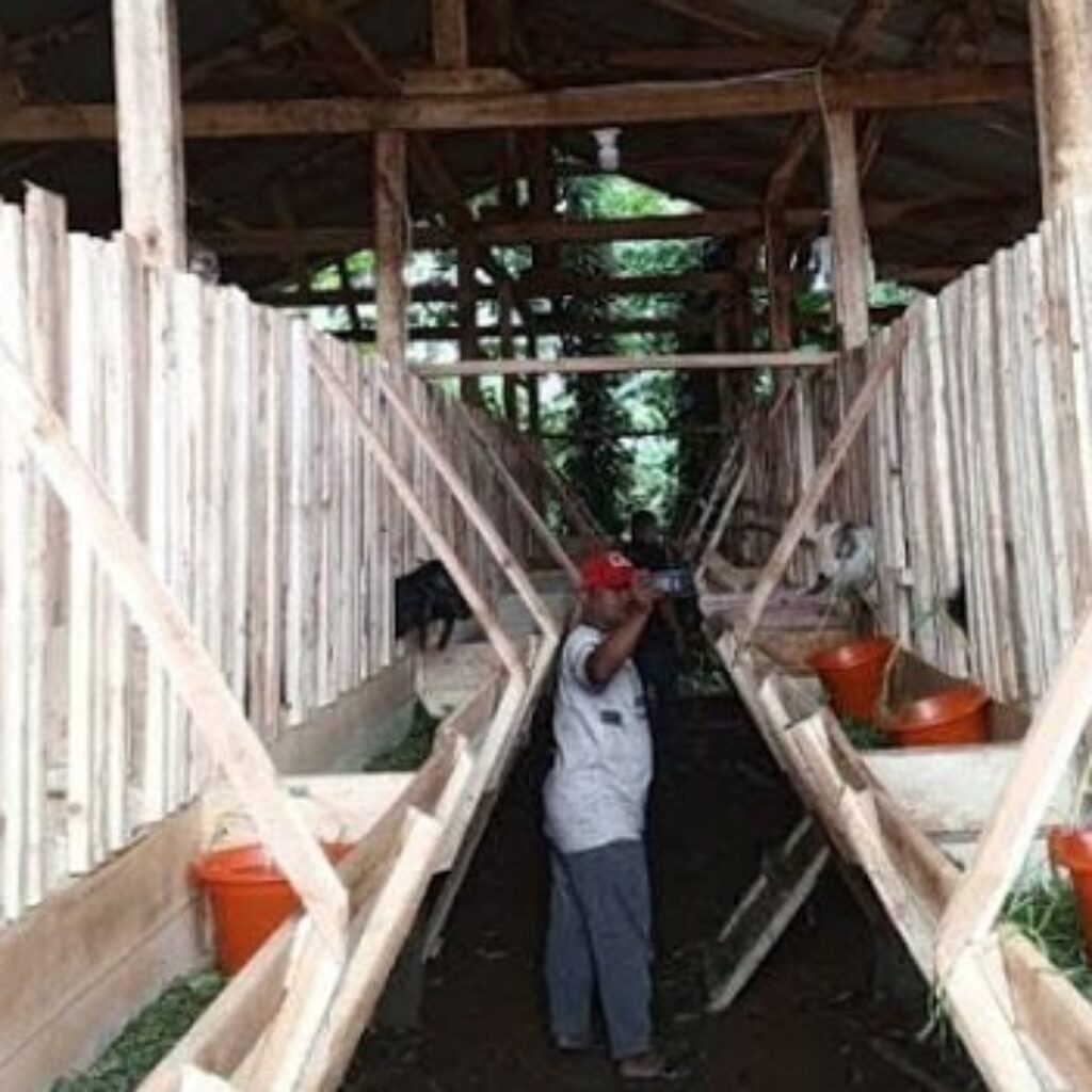 Desa Cirinten Kembangkan Ketahanan Pangan Lewat Peternakan Kambing Berbasis Koperasi