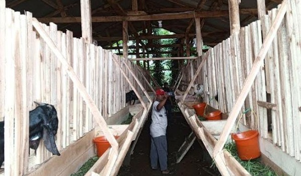 Desa Cirinten Kembangkan Ketahanan Pangan Lewat Peternakan Kambing