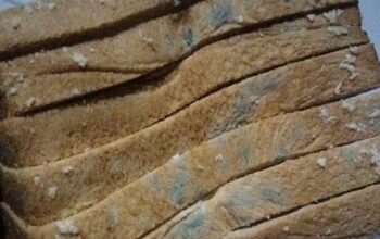 Diduga Roti Tawar Berjamur Dibagikan ke Siswa SDN Purwaraja