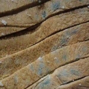 Dugaan Roti Berjamur Program MBG Pandeglang, Dapur Umi Kaisar Belum Tunjukkan Surat Pemasok