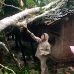 Rumah ambruk tertimpa pohon di Lebak akibat hujan deras dan angin kencang
