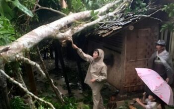 Rumah ambruk tertimpa pohon di Lebak akibat hujan deras dan angin kencang