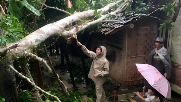 Rumah ambruk tertimpa pohon di Lebak akibat hujan deras dan angin kencang