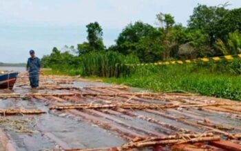 Gakkum Kehutanan Gagalkan Penyelundupan Kayu Ilegal