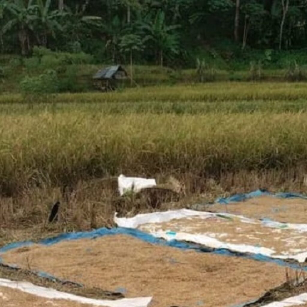 Hujan Berkepanjangan, Harga Padi di Cirinten Lebak Anjlok, Petani Alami Kerugian