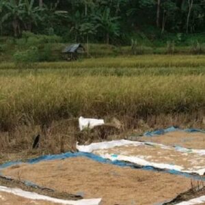 Hujan Berkepanjangan, Harga Padi di Cirinten Lebak Anjlok, Petani Alami Kerugian