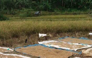 Harga Padi di Cirinten Lebak Anjlok