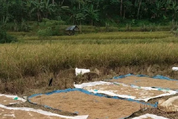 Harga Padi di Cirinten Lebak Anjlok
