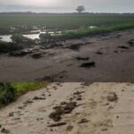 Jalan Kabupaten di Patia Berlumpur Diduga Akibat Combine Harvester