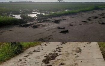 Jalan Kabupaten di Patia Berlumpur Diduga Akibat Combine Harvester