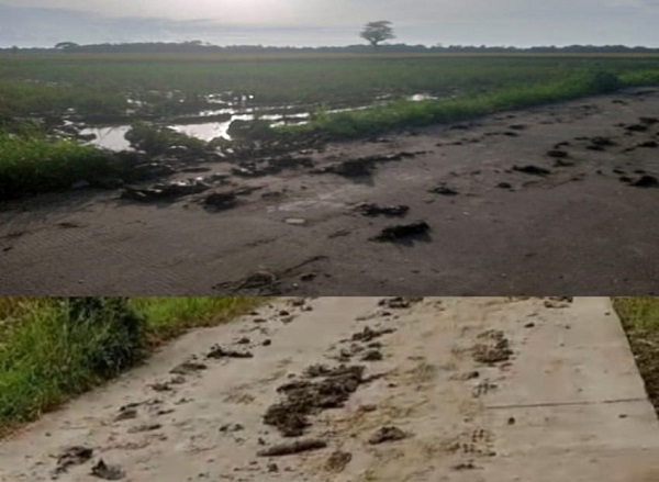 Jalan Kabupaten di Patia Berlumpur Diduga Akibat Combine Harvester