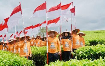 Menapaki Abad Kedua Teh Kayu Aro
