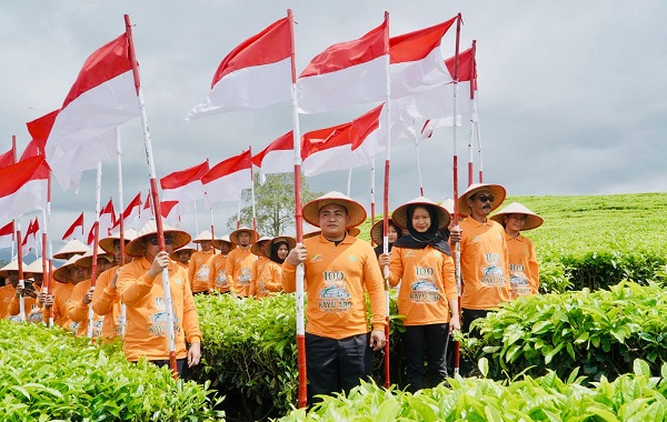 Menapaki Abad Kedua Teh Kayu Aro