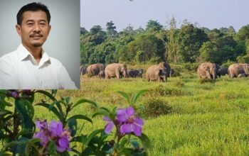Mitigasi Konflik Gajah di Way Kambas