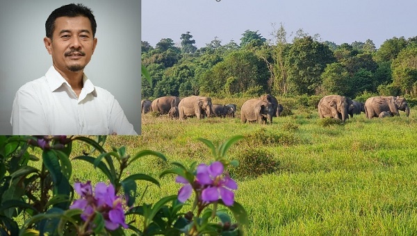 Mitigasi Konflik Gajah di Way Kambas
