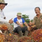 PalmCo Serap 3,25 Juta Ton TBS Petani Sepanjang 2025
