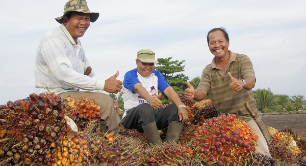PalmCo Serap 3,25 Juta Ton TBS Petani Sepanjang 2025