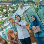 Panen Anggur dan Melon di PKK Agro Park, Ketua TP PKK Lampung Dorong Kemandirian Pangan