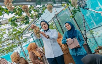 Panen Anggur dan Melon di PKK Agro Park