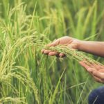 Pemerintah Dorong Kedaulatan Pangan Berbasis Sumber Daya Lokal