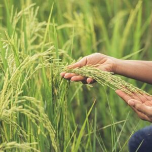 Perkuat Ketahanan Pangan Nasional, Pemerintah Dorong Kedaulatan Pangan Berbasis Sumber Daya Lokal