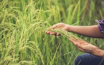 Pemerintah Dorong Kedaulatan Pangan Berbasis Sumber Daya Lokal