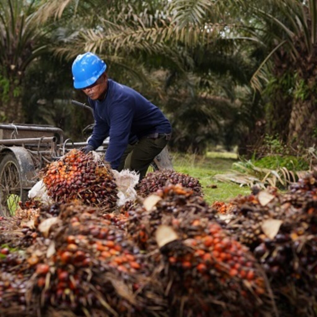 Produksi CPO PalmCo Tembus 2,7 Juta Ton, Produktivitas Kebun Naik 4 Persen