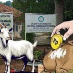 Bantuan ternak sapi dan kambing di Lampung Timur