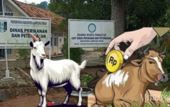 Bantuan ternak sapi dan kambing di Lampung Timur