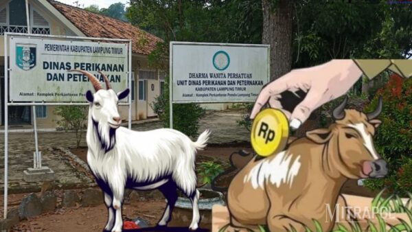 Bantuan ternak sapi dan kambing di Lampung Timur