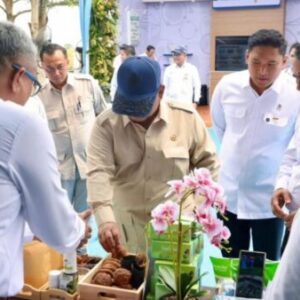 Prabowo Dorong Hilirisasi Gambir, Komoditas Lokal Berpeluang Tembus Pasar Global