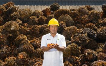 CPO PTPN IV PalmCo 99% Diserap Domestik