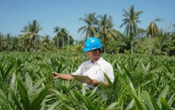 PalmCo Salurkan 6 Juta Bibit Bersertifikat
