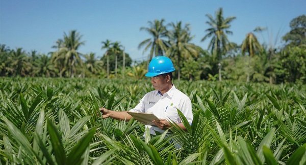 PalmCo Salurkan 6 Juta Bibit Bersertifikat