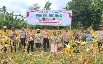 Dukung Swasembada Pangan 2026, Polres Pidie dan Warga Panen Jagung di Keumala
