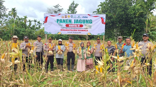 Polres Pidie dan Warga Panen Jagung di Keumala