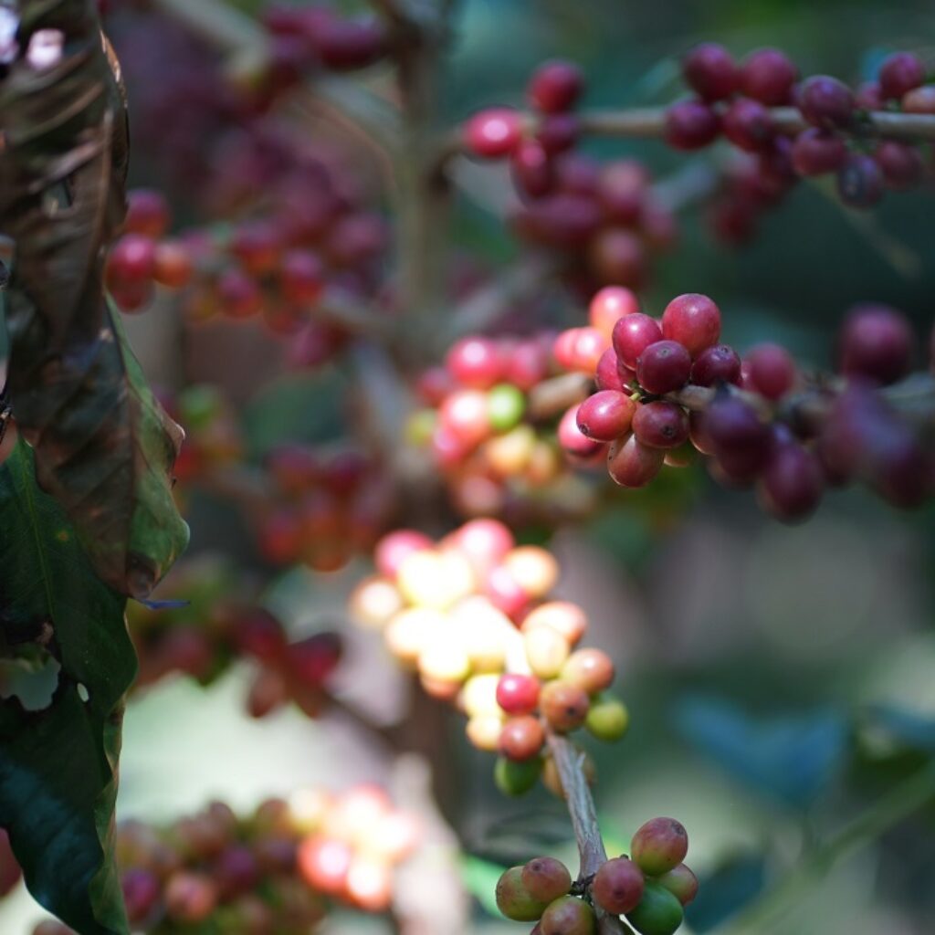 Tunda Panen demi Kualitas, Bisnis Kopi PTPN IV Tetap Catat Laba Rp3,43 Miliar di Awal 2026