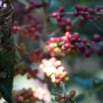 Bisnis Kopi PTPN IV Tetap Catat Laba Rp3,43 Miliar di Awal 2026