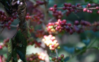 Bisnis Kopi PTPN IV Tetap Catat Laba Rp3,43 Miliar di Awal 2026