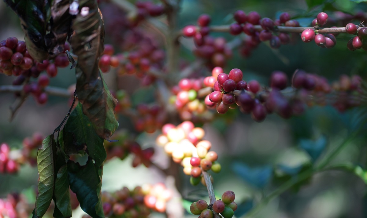 Bisnis Kopi PTPN IV Tetap Catat Laba Rp3,43 Miliar di Awal 2026