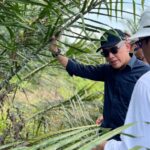 Inovasi Dongkrak Produksi Sawit, PTPN IV Uji Serangga Penyerbuk Afrika