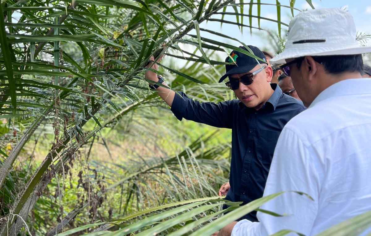 Inovasi Dongkrak Produksi Sawit